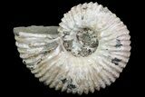 Bumpy Douvilleiceras (Tractor) Ammonite - Madagascar #68210-1